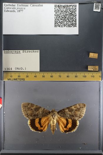 Media type: image;   Entomology 747970